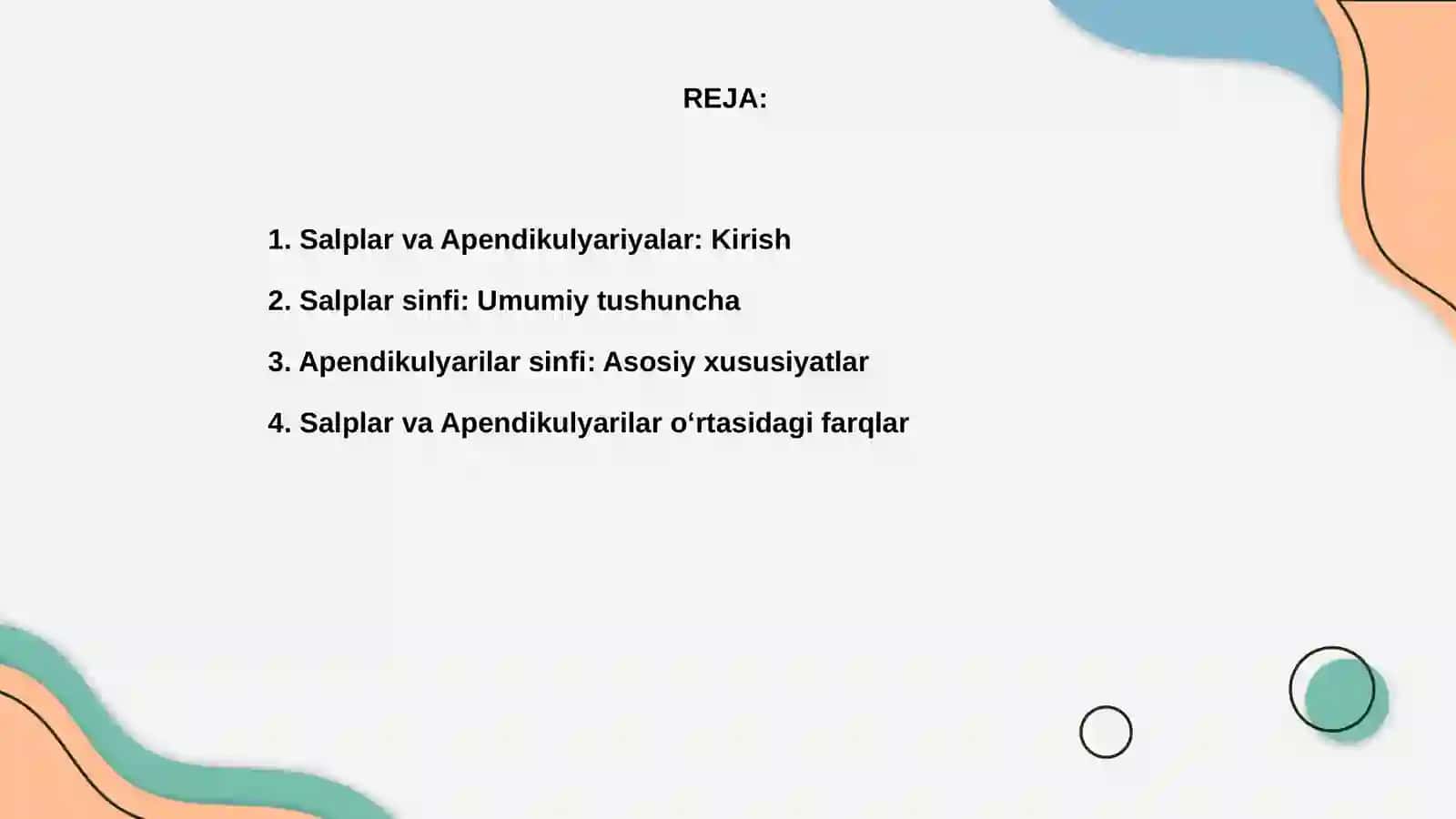 Salplar va Apendikulyariyalar sinfi 2