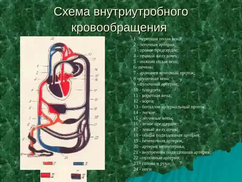 ШУМЫ В СЕРДЦЕ У ДЕТЕЙ 2