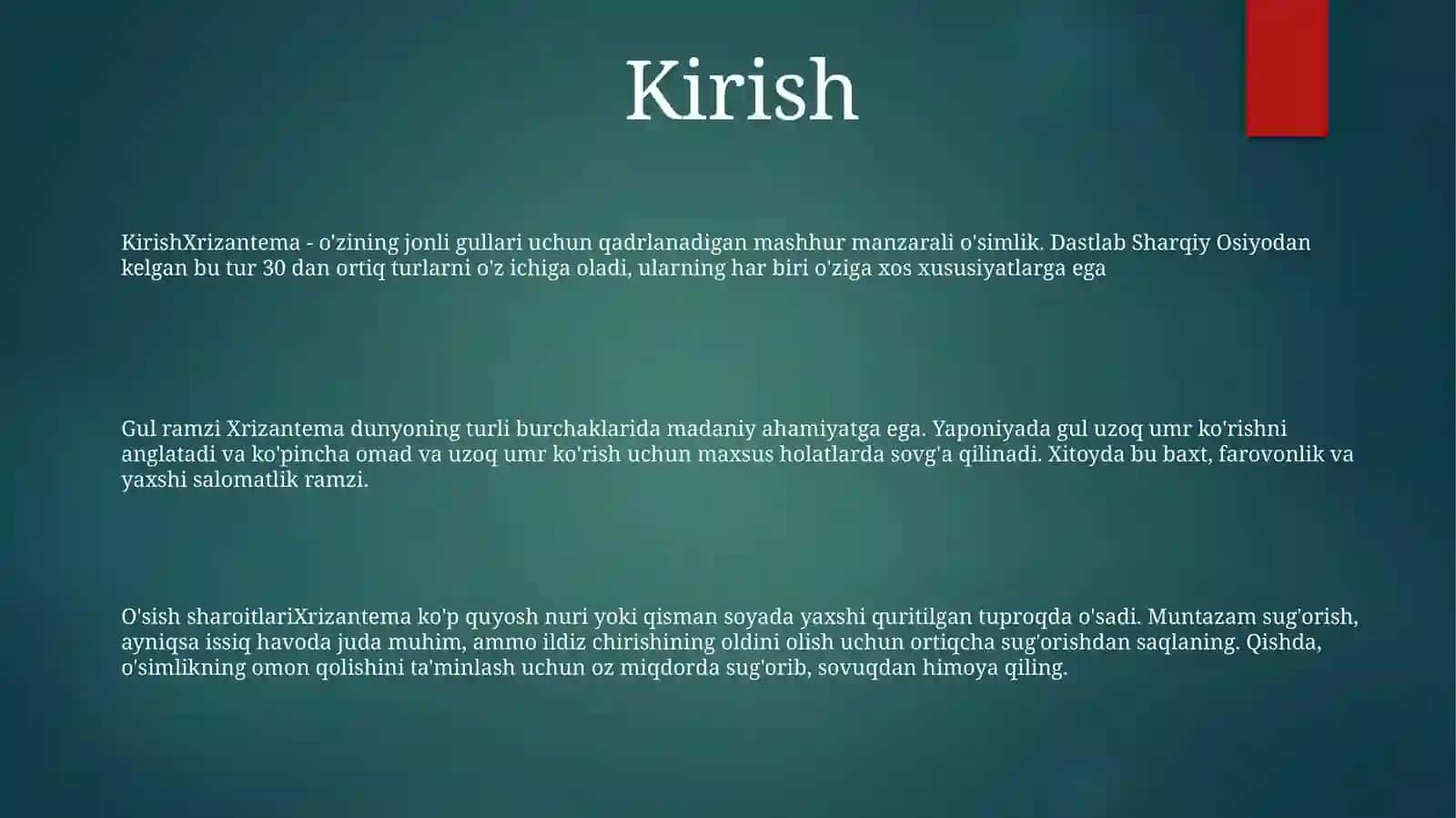 Xrizantema 2