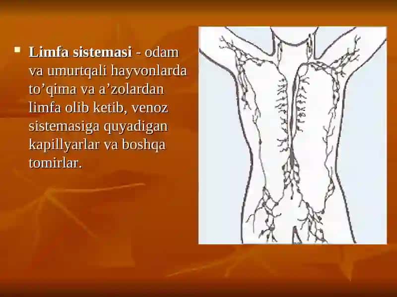 Gistalogiya 2