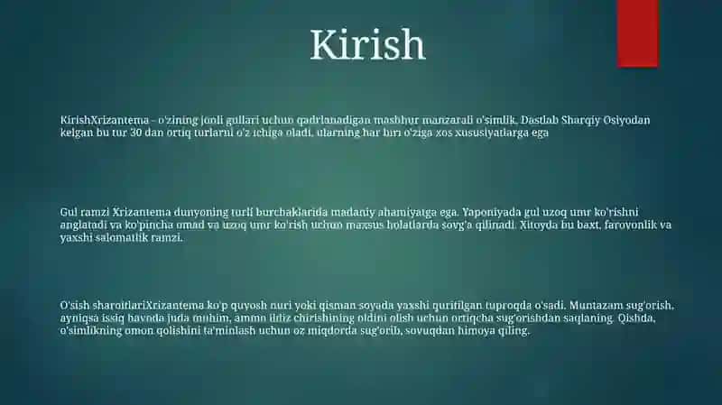 Xrizantema 2