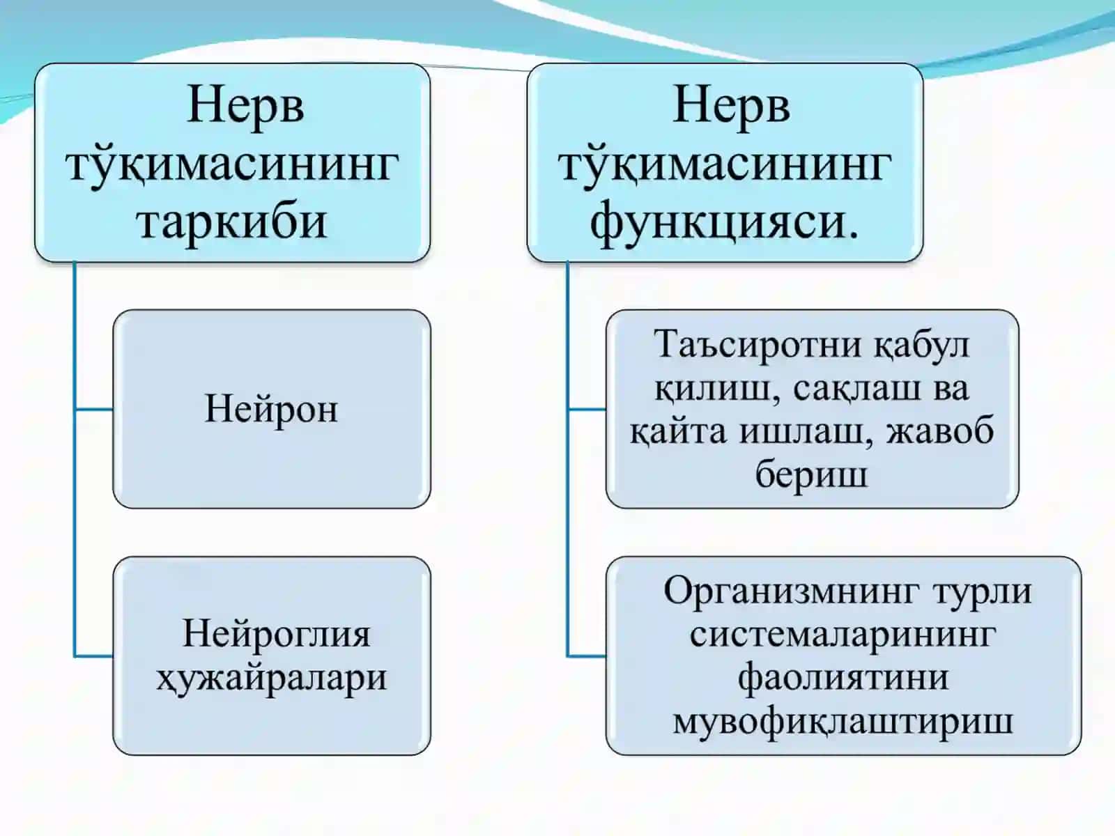 НЕРВ ТЎҚИМАСИ 2
