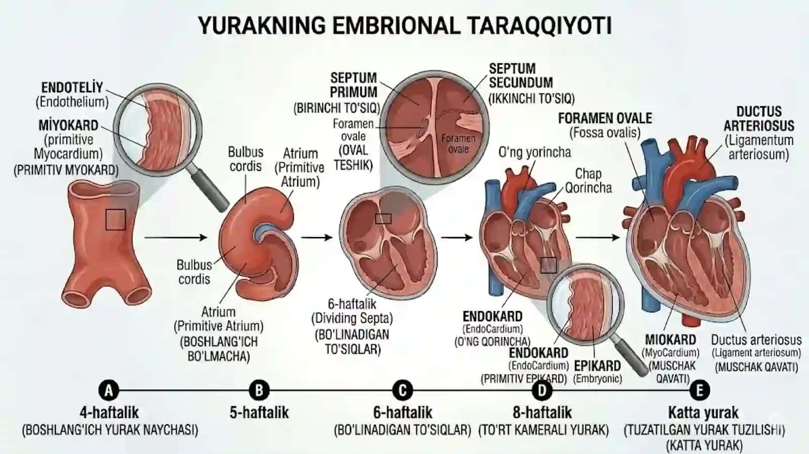 Yurak qon tomir prezentatsiya 2