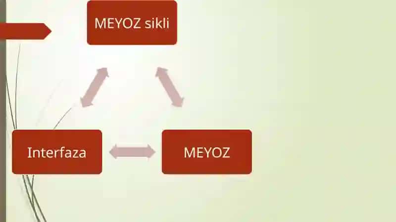 Hujayralarning mEyotik sikli. MITOZ VA MEYOZ PATOLOGIYASI. 2