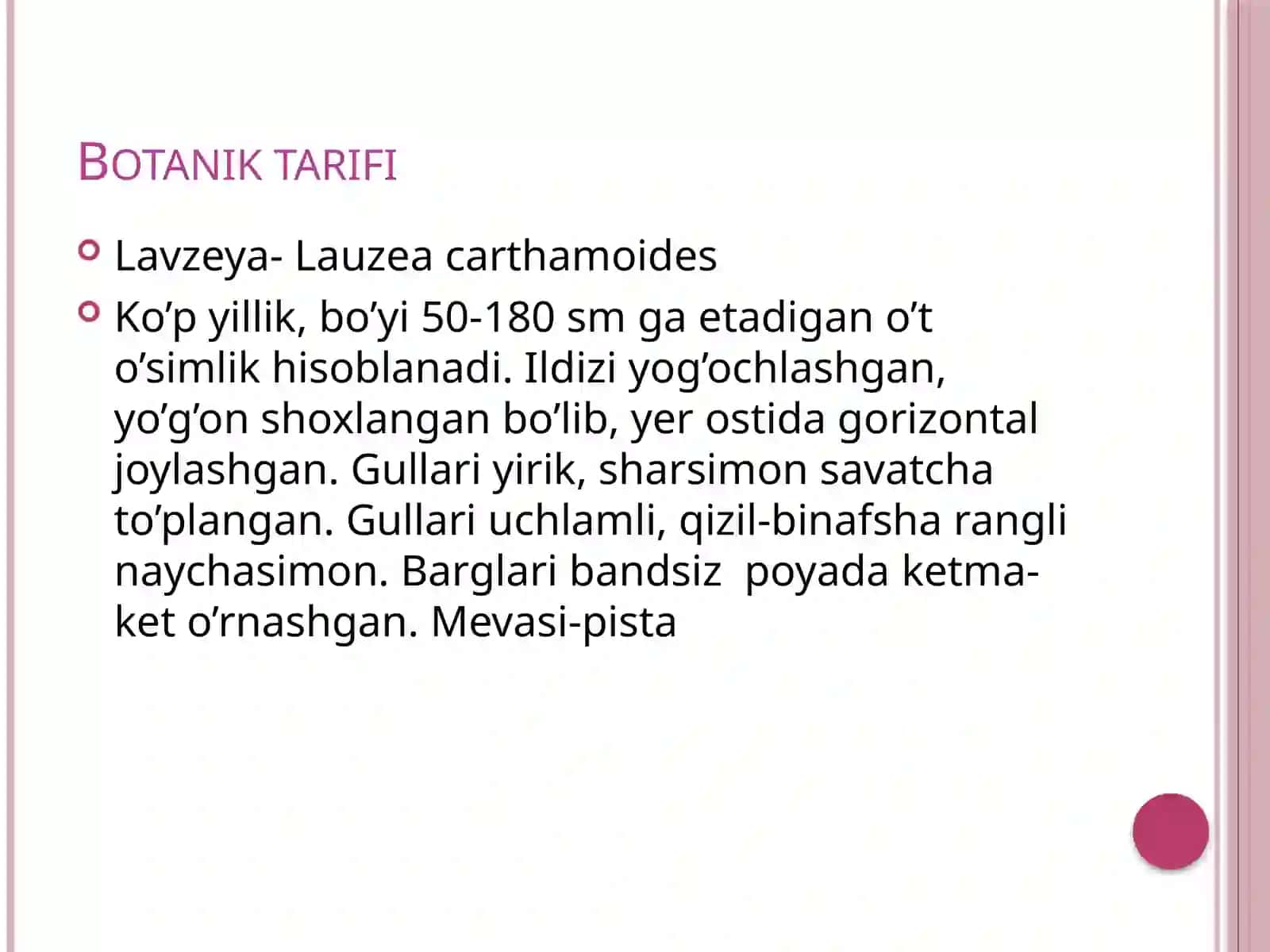 Lavzeya o’simligining dorivor xususiyatlari 2