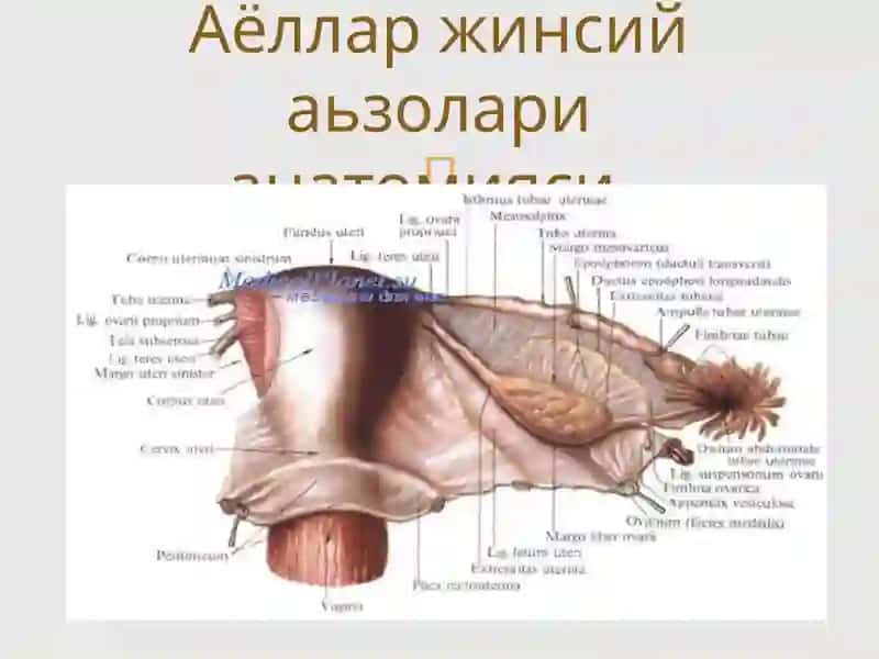 Аёллар жинсий аьзолари жойлашиш ва ривожланиш нуксонлари 2