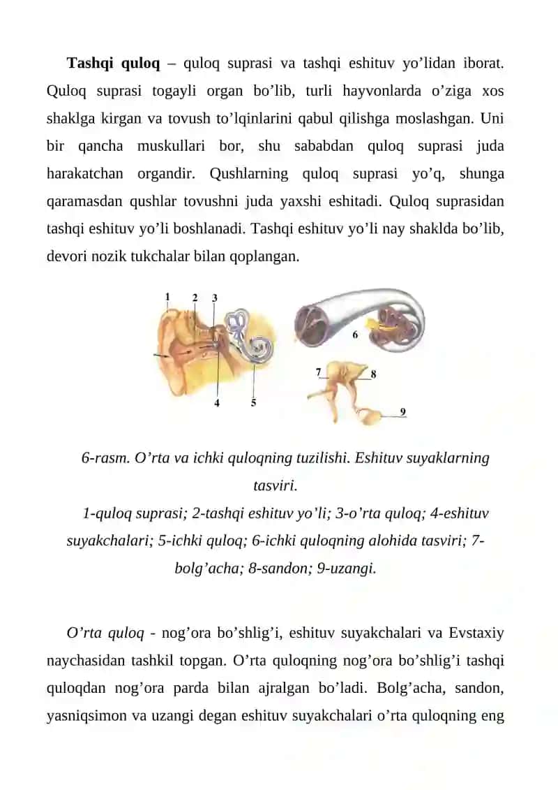 Eshitish analizatori anatomiyasi va fiziologiyasi 2