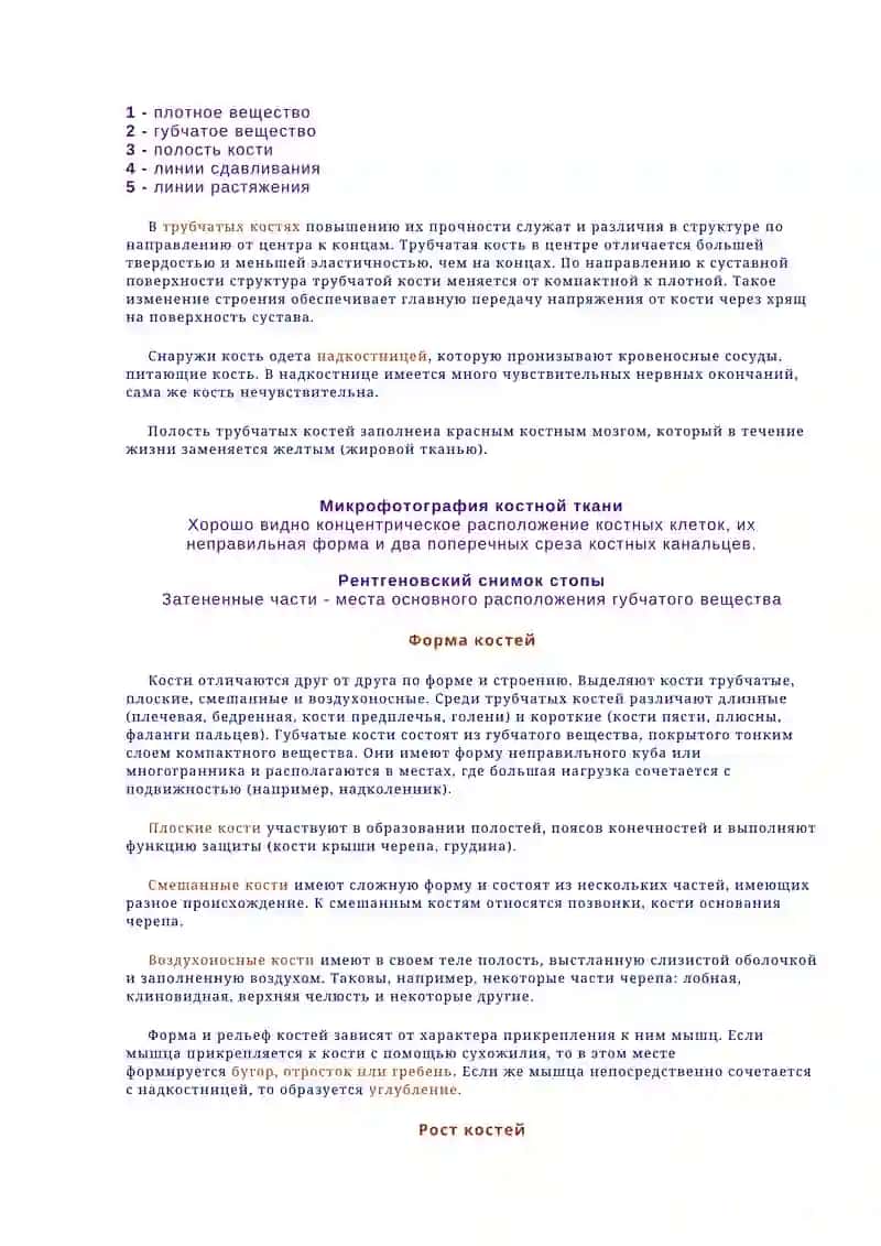 Строение кости 2