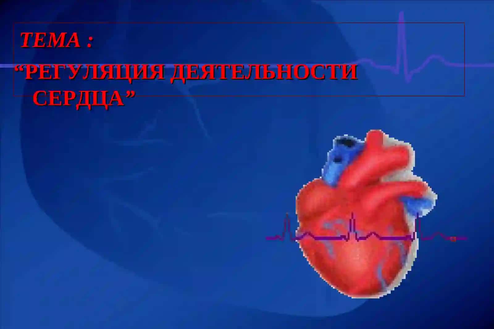 РЕГУЛЯЦИЯ ДЕЯТЕЛЬНОСТИ СЕРДЦА 2