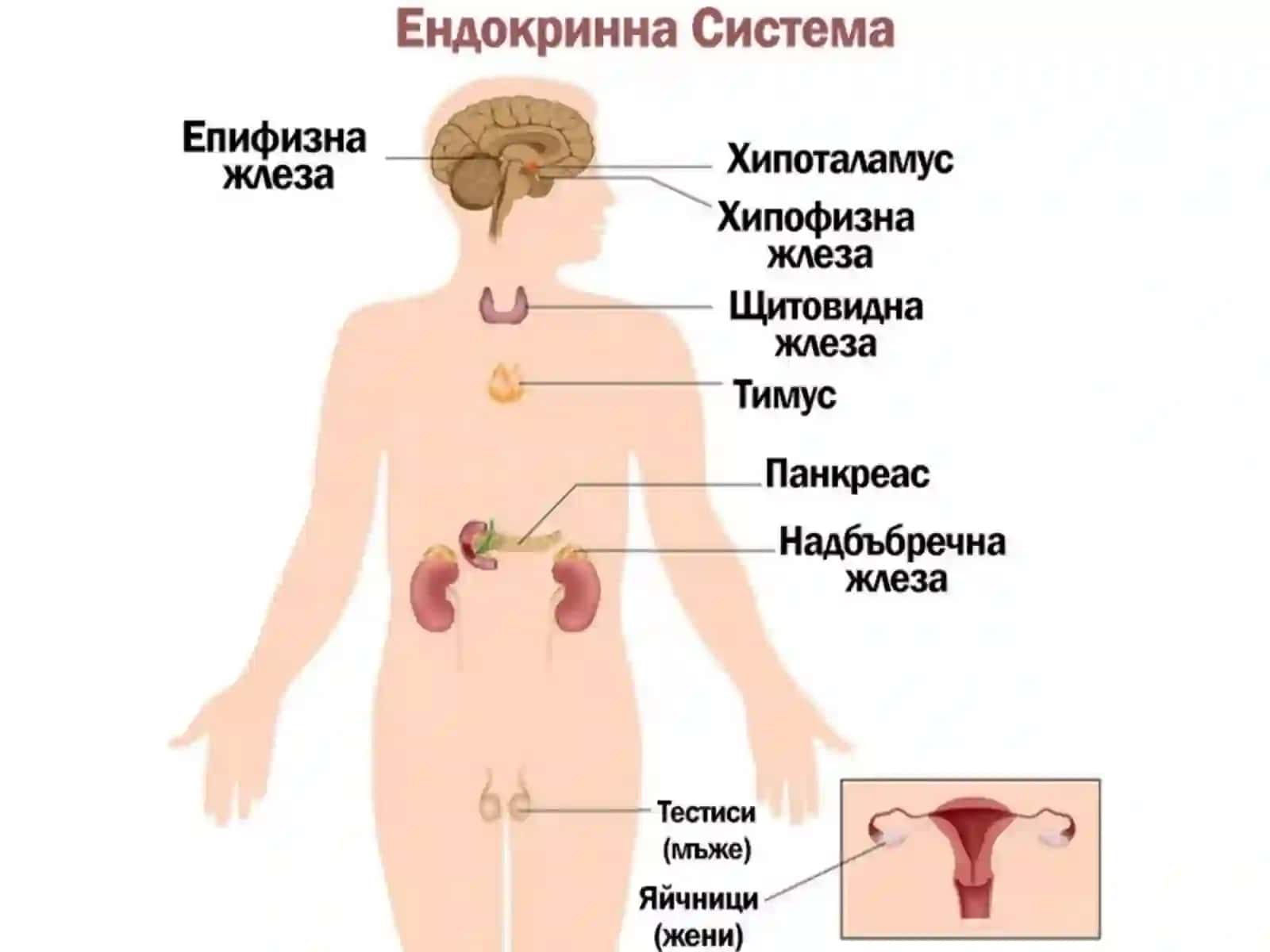 Строение и функции околощитовидных,вилочковой и надпочечных желез, гипофиз 2