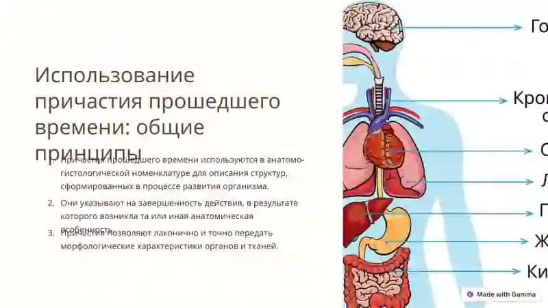 Введение в анатомо-гистологическую номенклатуру 2