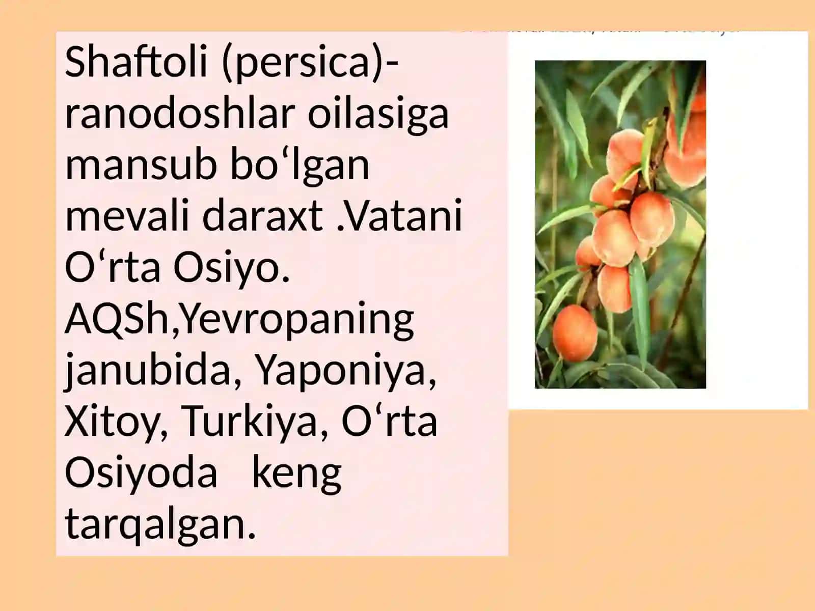 Shifobaxsh mevalar 2