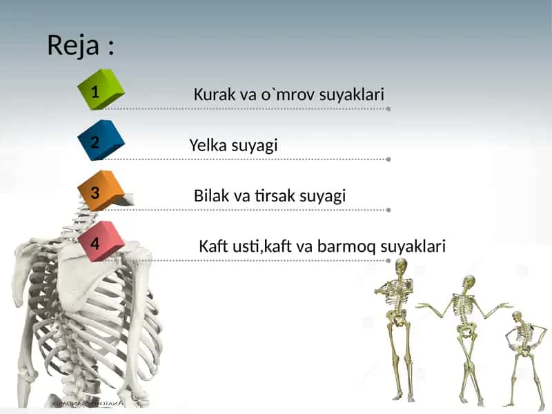 Qo`l suyaklari anatomiyasi 2