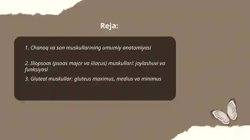 Chanoq son muskullari 2