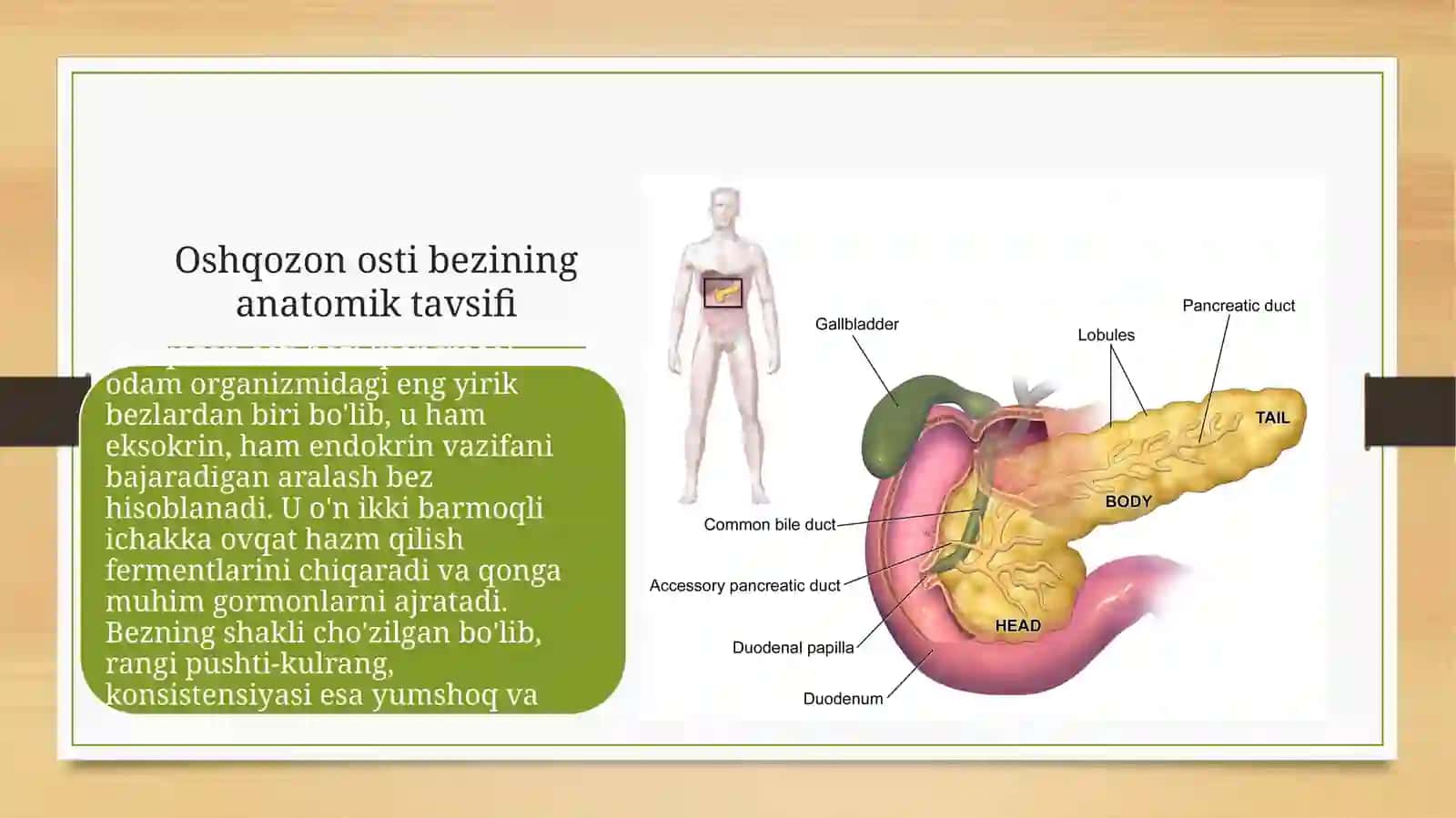 Oshqozon osti bezining tuzilishi, taraqqiyoti va vazifalari/anatomiya 2