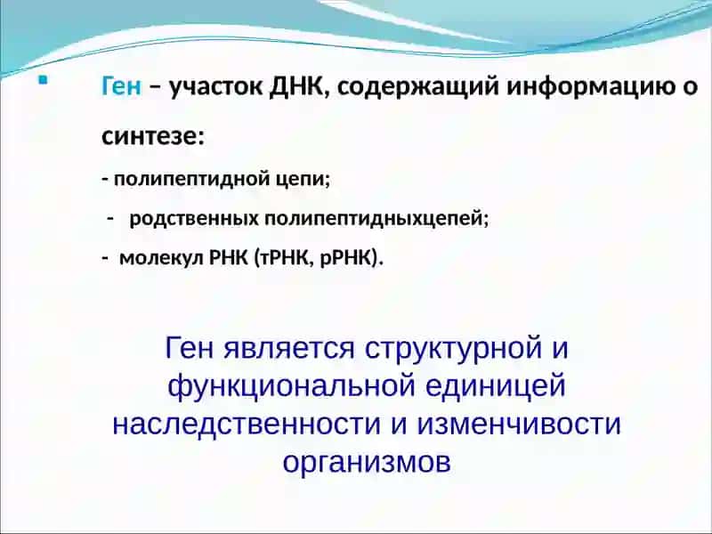 Структура и функции гена 2