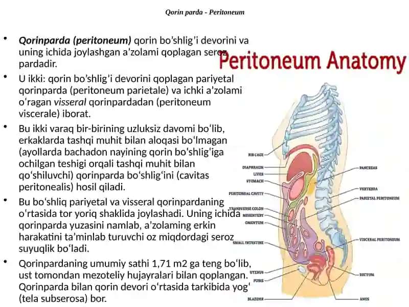 Qorin pardaning klinik anatomiyasi: yo‘nalishi, parietal va visseral varaqlari, qorin bo‘shlig‘i topografiyasi. Erkak va ayollar qorin pardasining farqi. 2