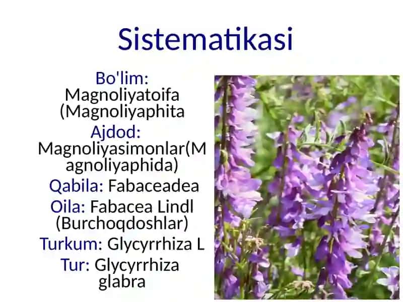 Shirinmiya(chuchukmiya)- Glycyrrihiza glabra 2