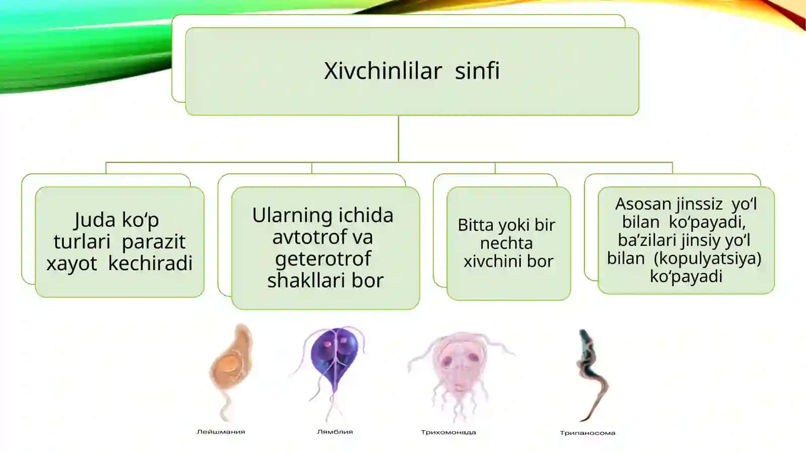 Xivchinlilar. Leyshmaniya, teri leyshmanioz qo‘zg‘atuvchisi. Tripanosoma, tripanosomoz qo‘zg‘atuvchisi. Xivchinlilar. Trixomanada. Qin trixomanadasi. Lyabliya. Kipriklilar. Ichak balantidiasi, balantidioz qo‘zg‘atuvchisi 2