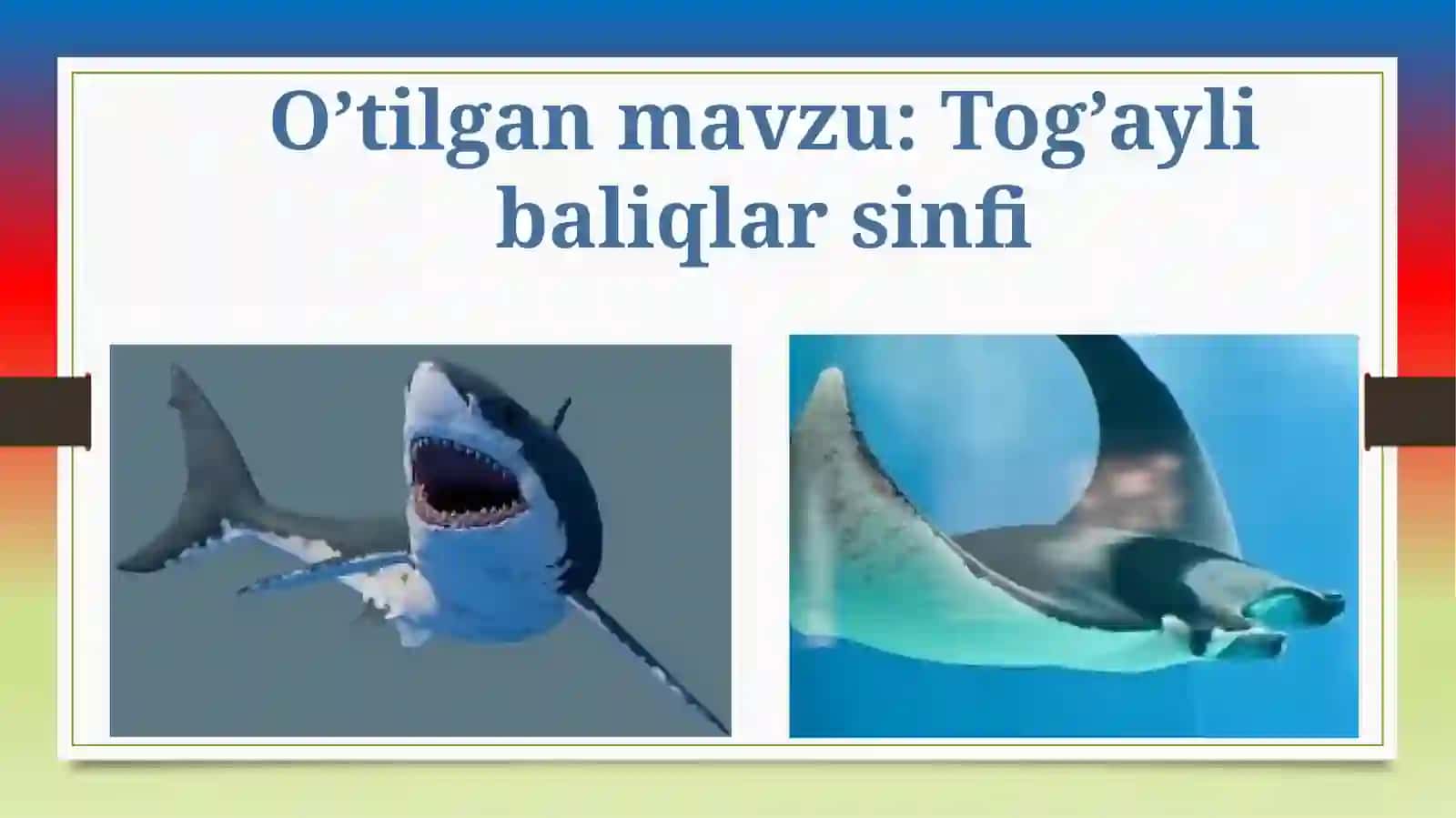 Tog’ayli baliqlar sinfi 2