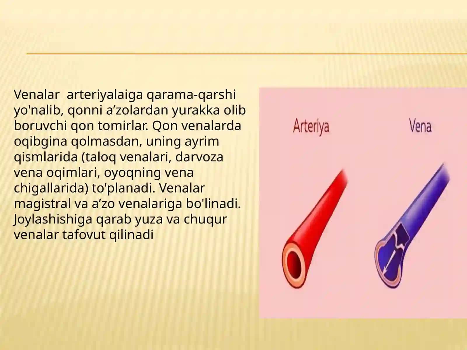 VENA QON AYLANISH TIZIMI 2
