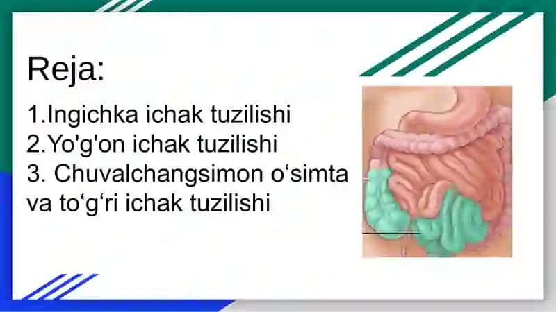 Ingichka ichak yo'gon ichak va tog'ri ichak va chuvalchangsimon o'simta 2