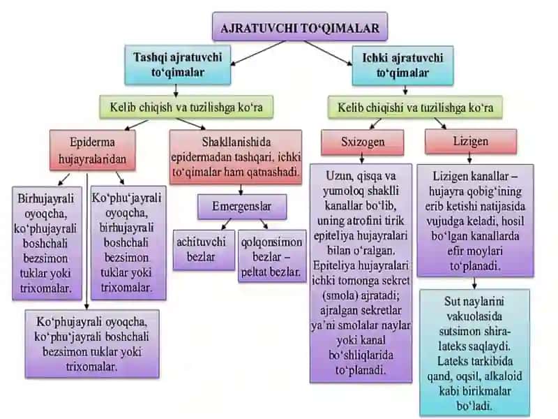 Ajratuvchi to‘qimalar hamda tashqi sekretsiya ajratuvchi to'qimalar 2