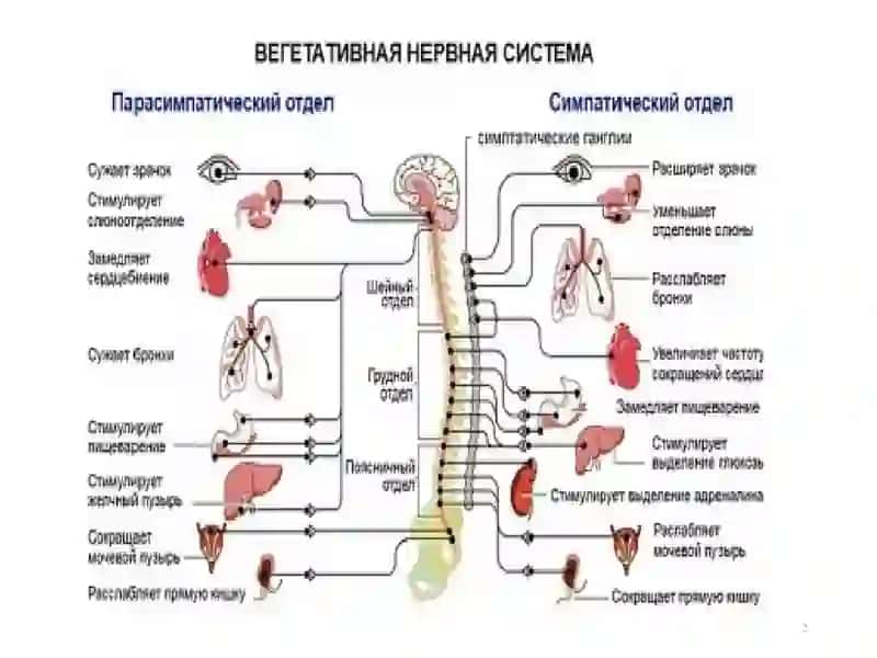 Н-ХОЛИНОРЕЦЕП- ТОРЛАРГАТАЪСИР ЭТУВЧИ ВОСИТАЛАР 2