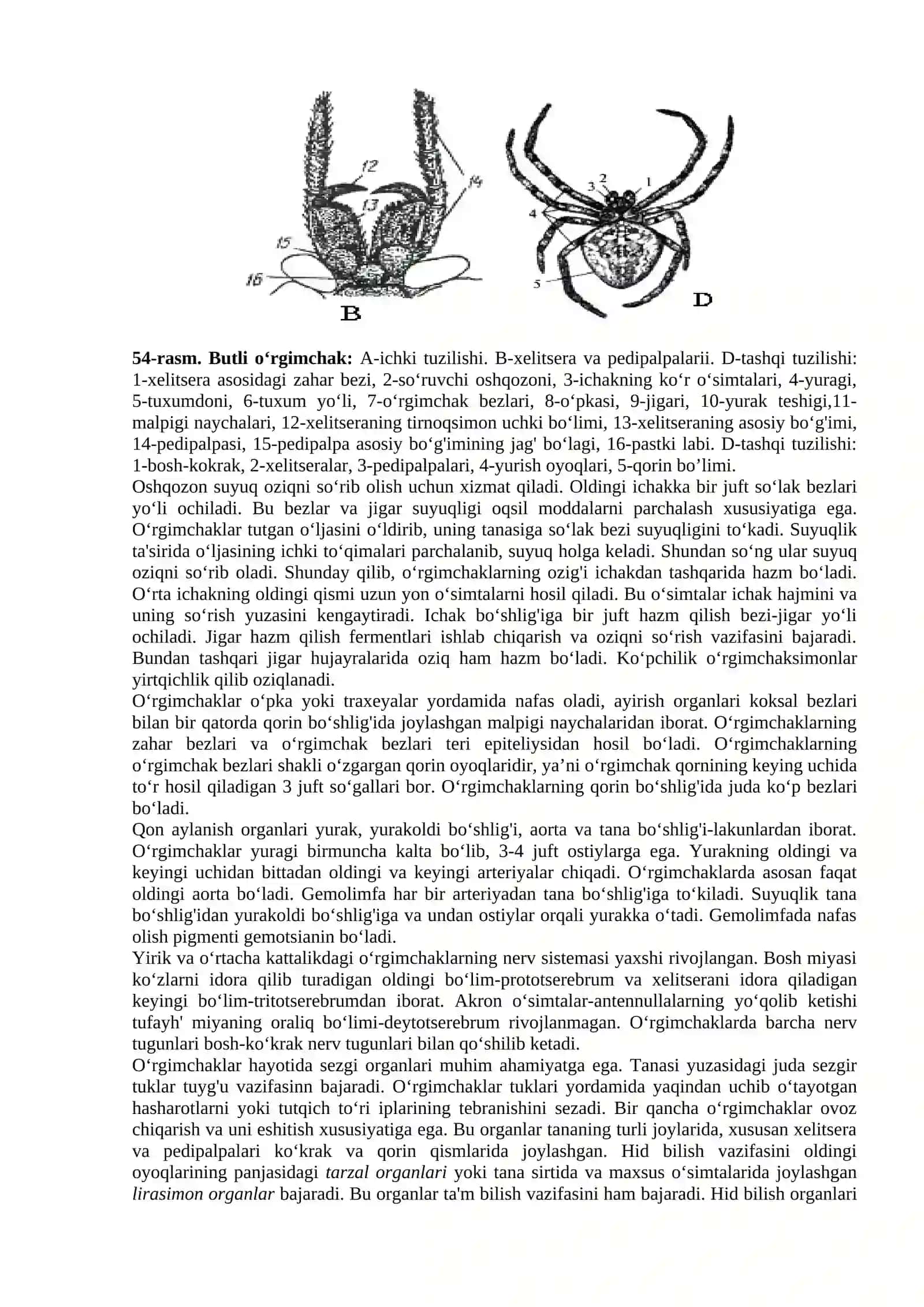 O‘rgimchaklar (Arachnida) 2