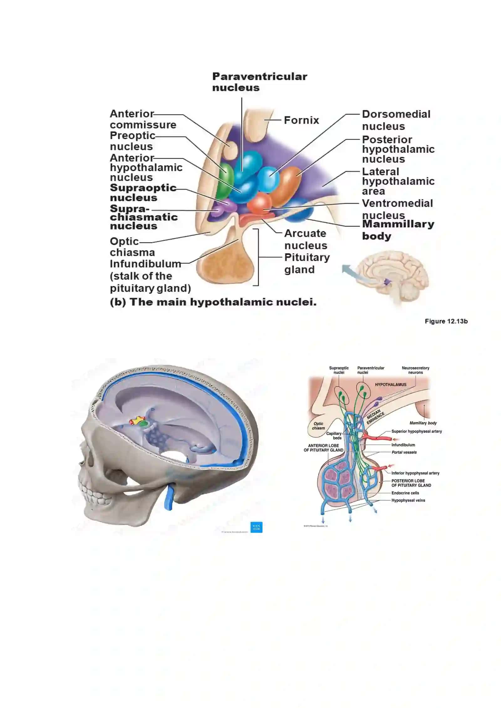 Oraliq miya. Gipotalamus. Hypotalamus 2