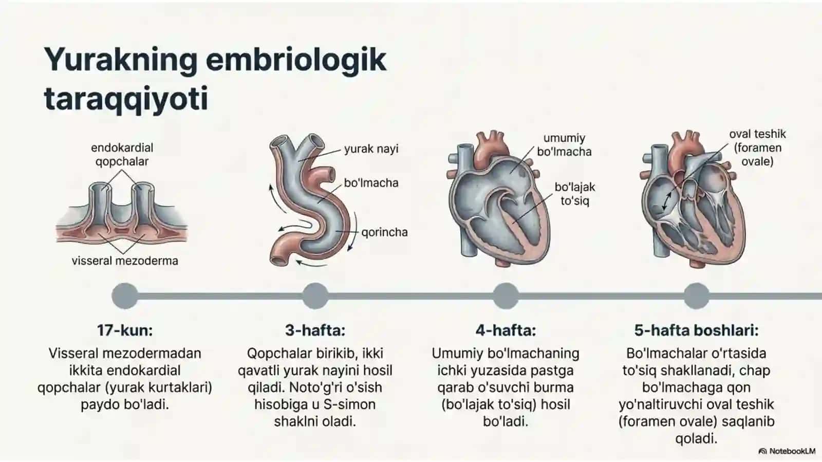 Yurakning vazifaviy anatomiyasi 2