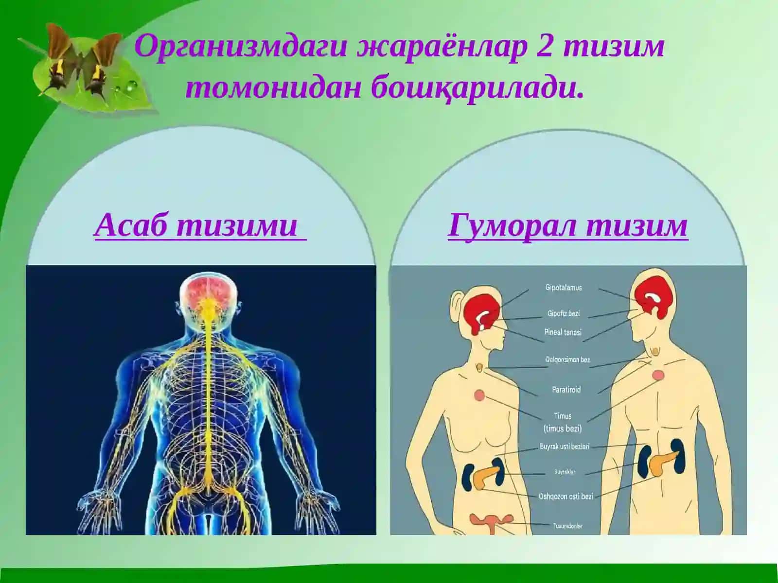 Организмдаги физиологикжараёнларнинг гуморал бошқаруви 2