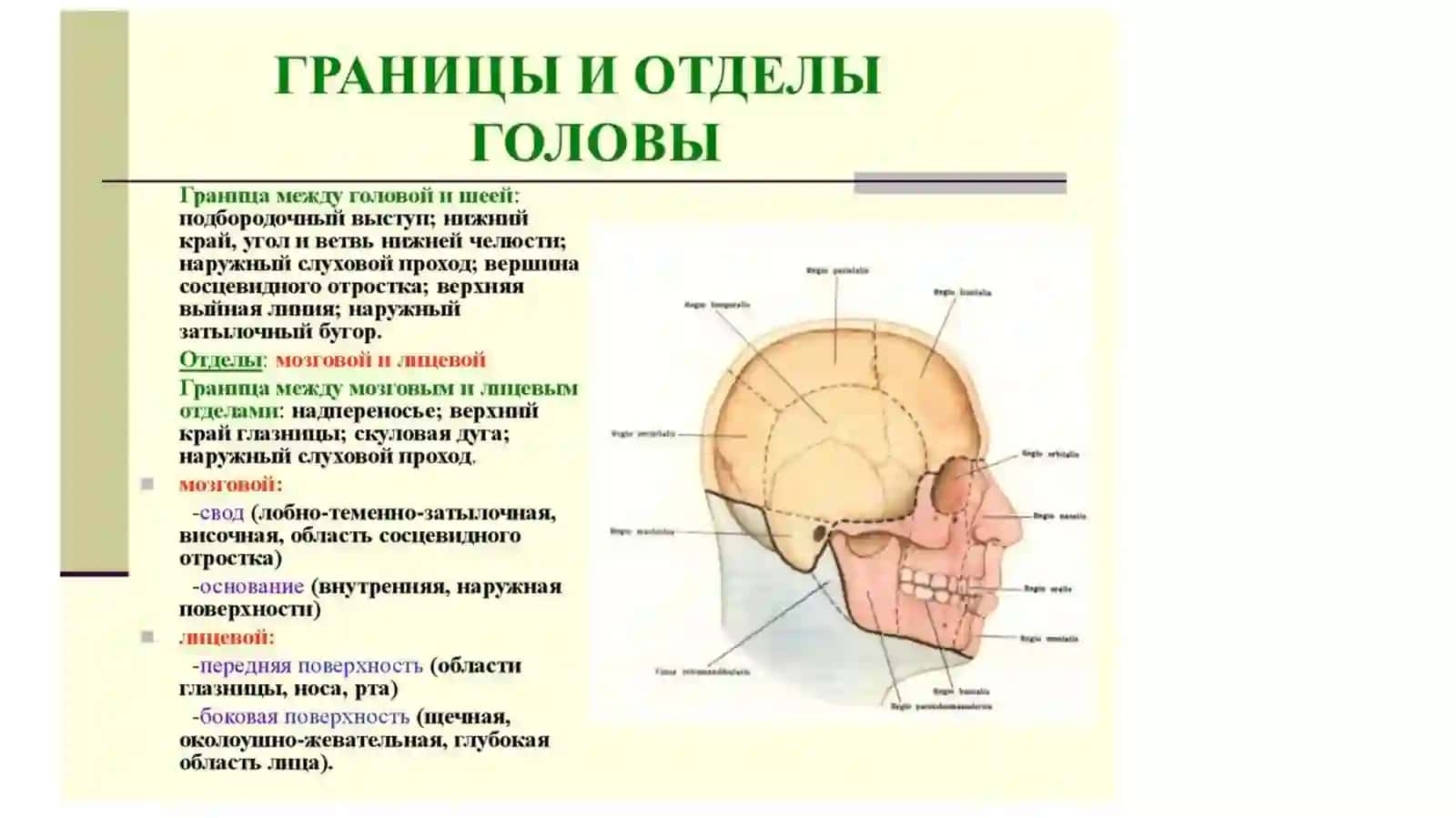 Топографическая анатомия области головы у детей и взрослых 2