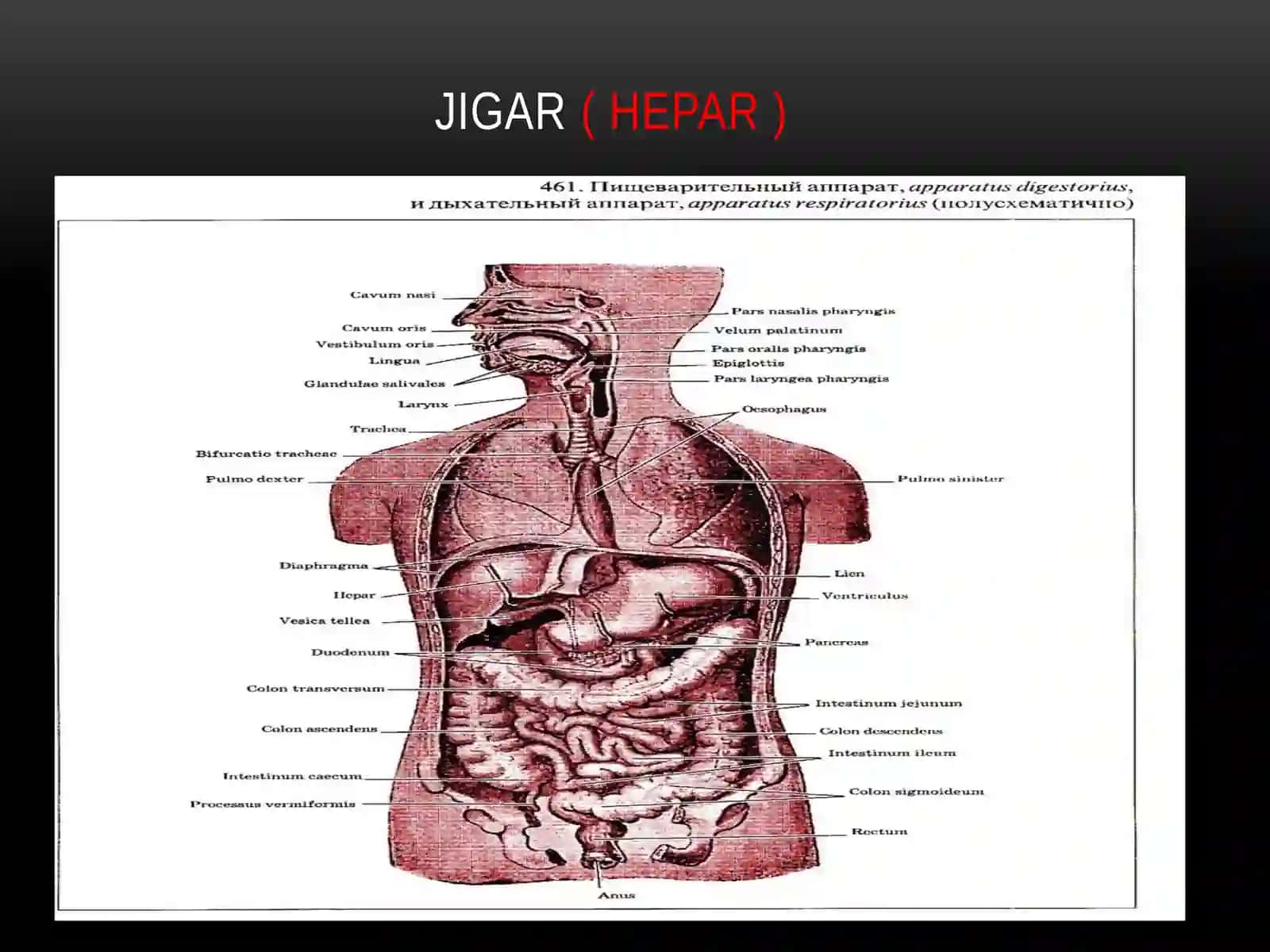 Jigar, o’t pufagi,ularning yoshga qarab o’garishi. 2