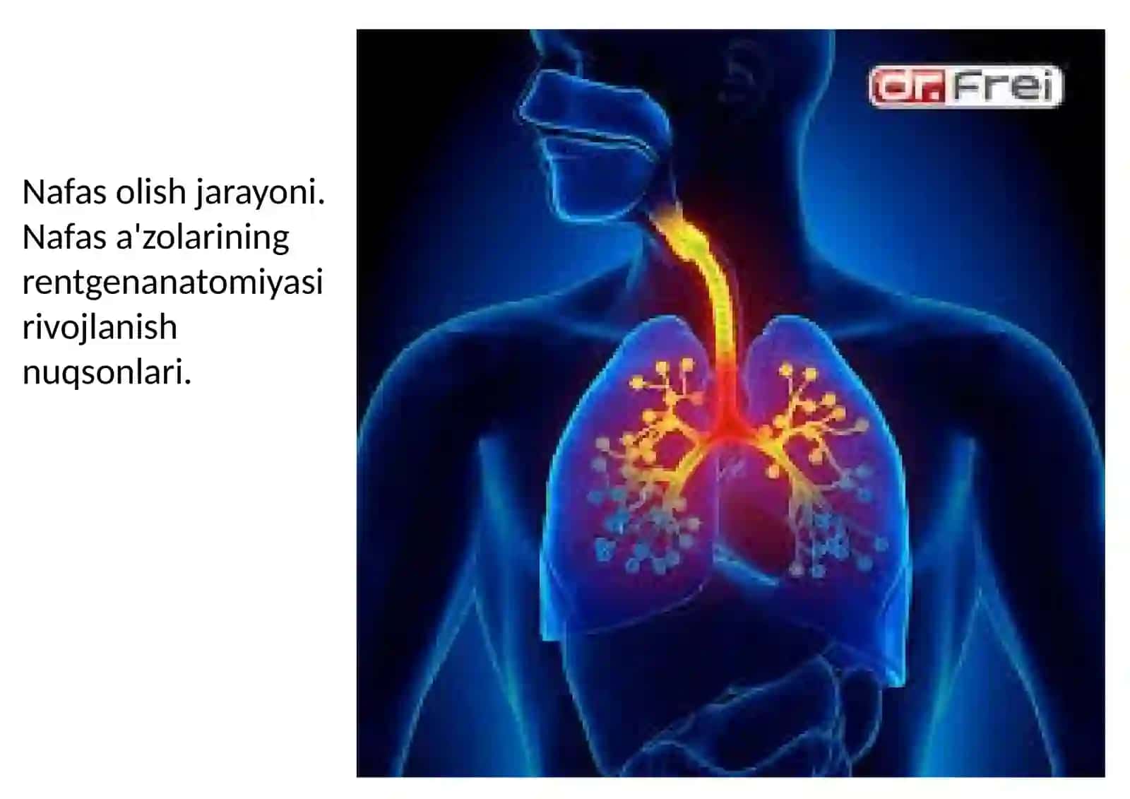 Nafas olish jarayoni. Nafas a'zolarining rentgenanatomiyasi rivojlanish nuqsonlari. 2