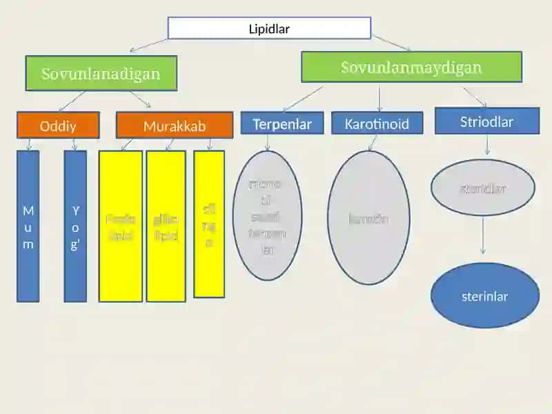 Lipidlar 2