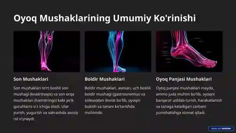 Oyoq mushaklari 2