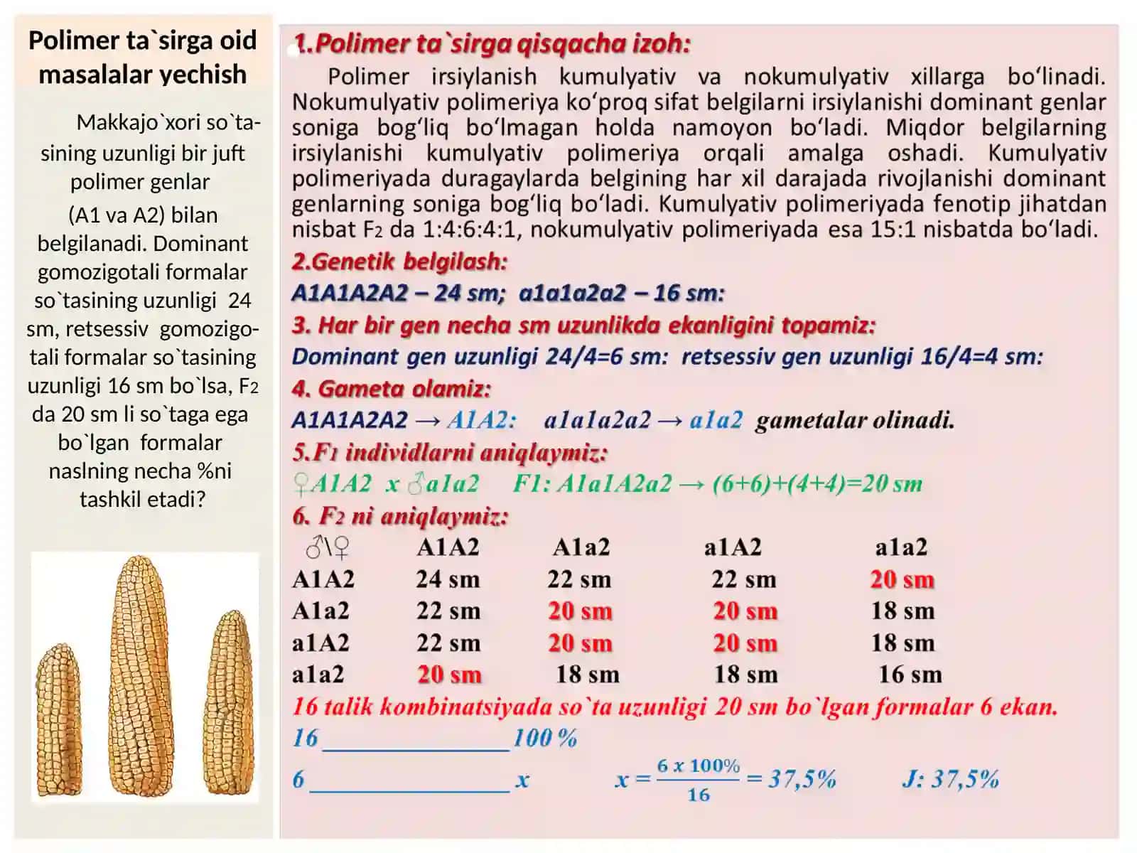 Polimer ta`sirga oid masalalar yechish 2