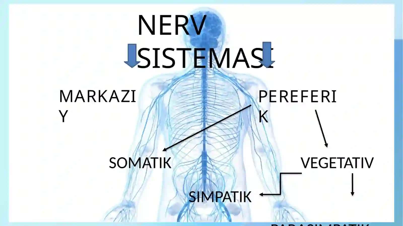 Vegetativ nerv tizimi 2