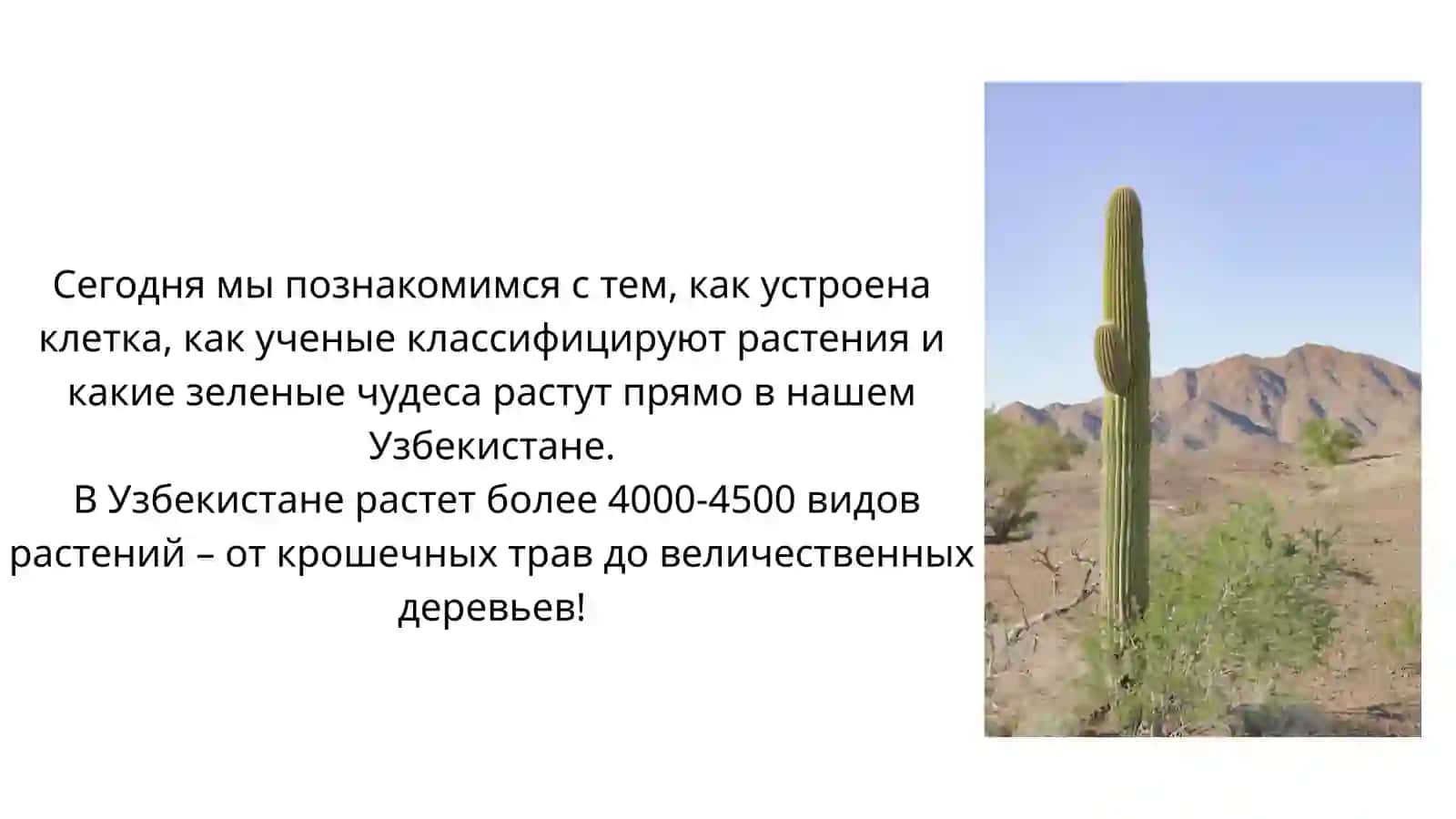 Растительный мир и растительный покров Узбекистана 2