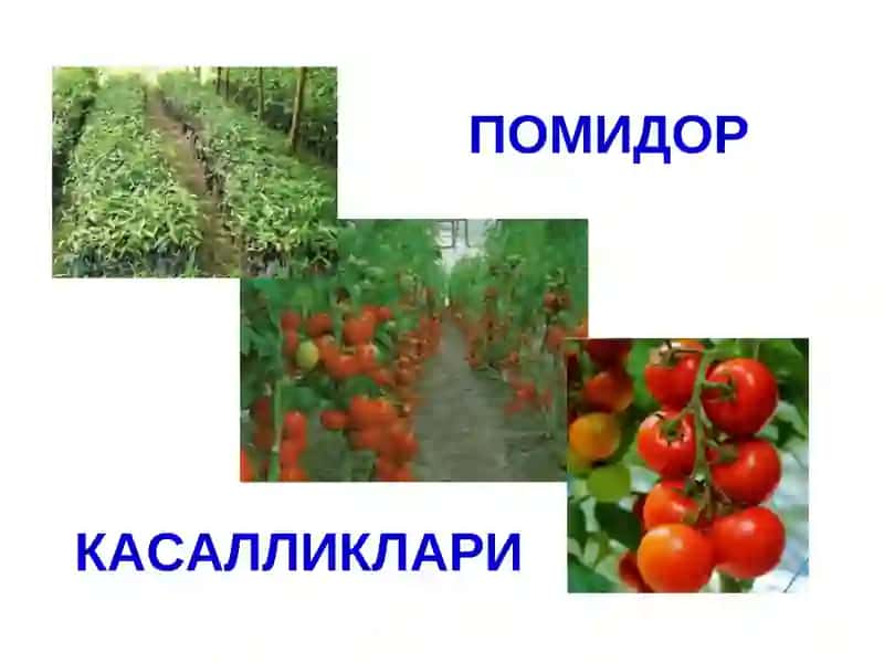 ПОМИДОР 2
