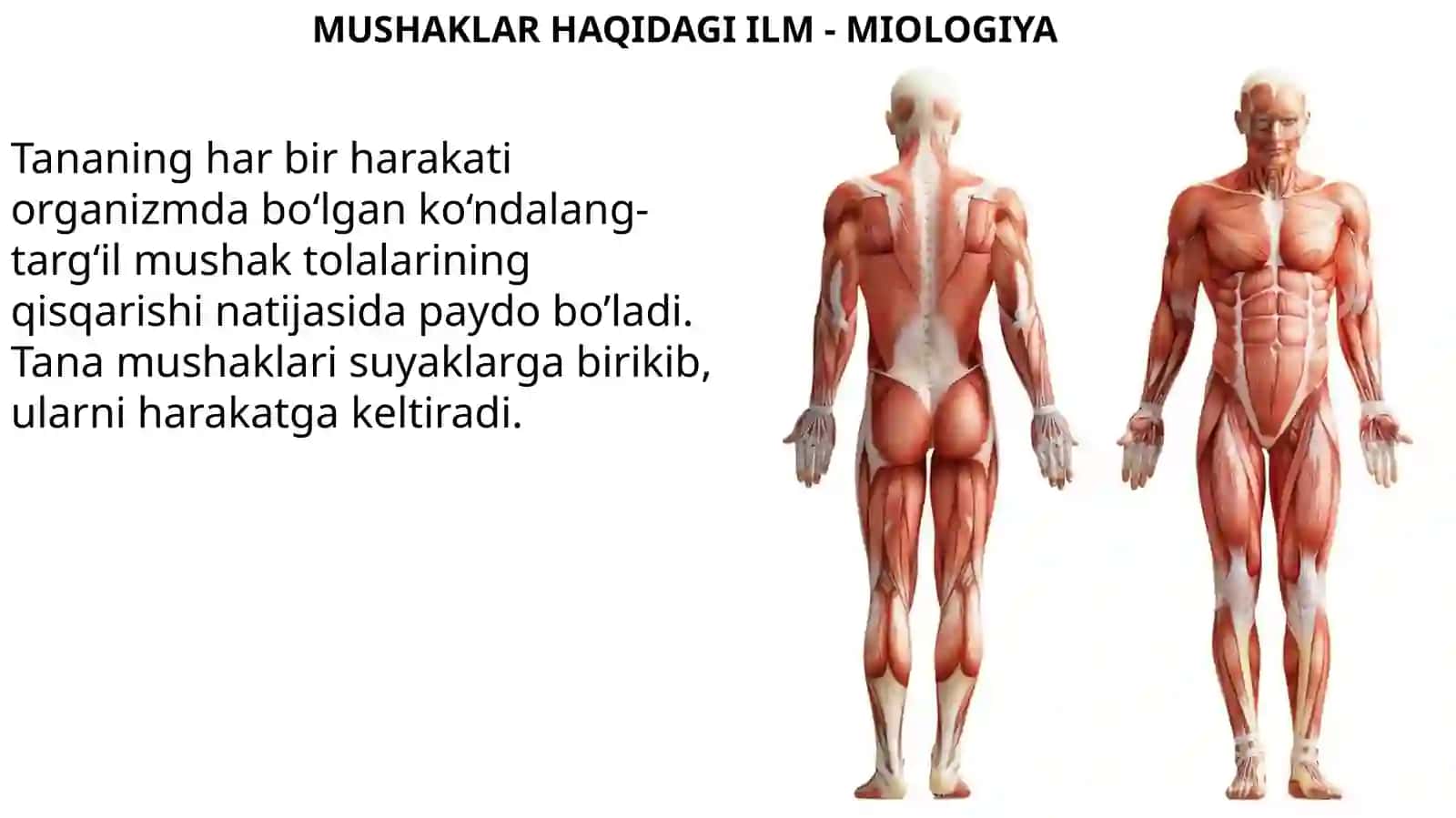 Ma’ruza№11.Gavdaningorqaguruhyuzavachuqurguruhmushaklari 2