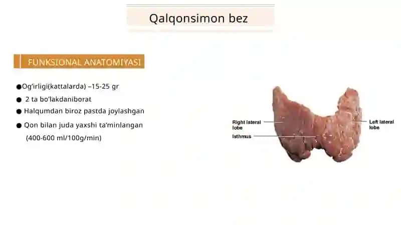 Qalqonsimonbez qalqonoldi buyrakusti bezlari 2