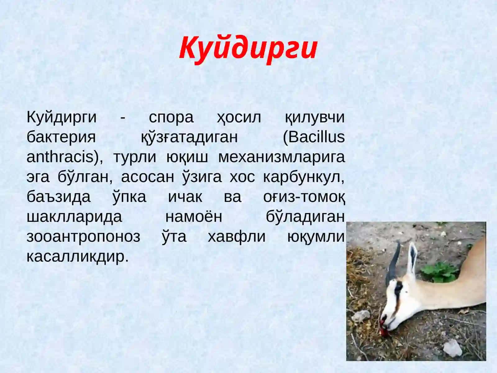 Куйдирги(Anthrax) 2
