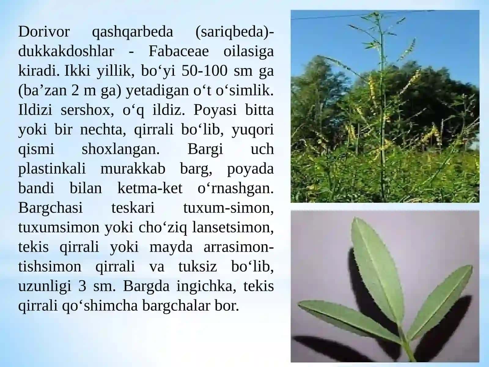 IKKI YILLIK DORIVOR O‘SIMLIKLARNI YETISHTIRISH TEXNOLOGIYASI 2