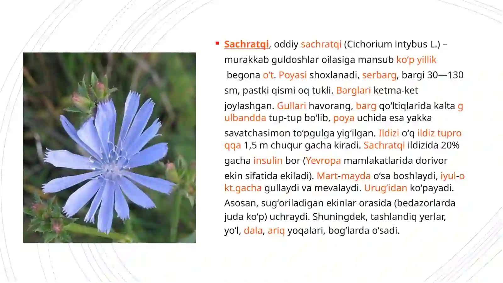Sachratqi o‘simligining dorivorlik xususiyatlarini xususiyatlari 2