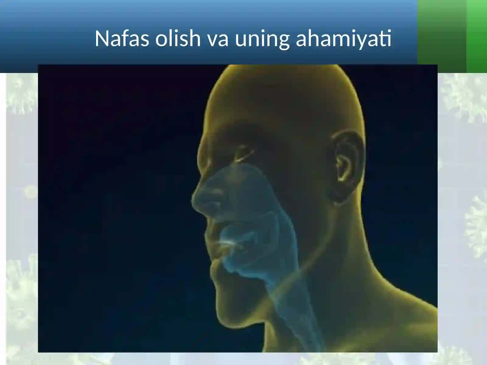 O‘pka va to‘qimalarda gazlar almashinuvi 2