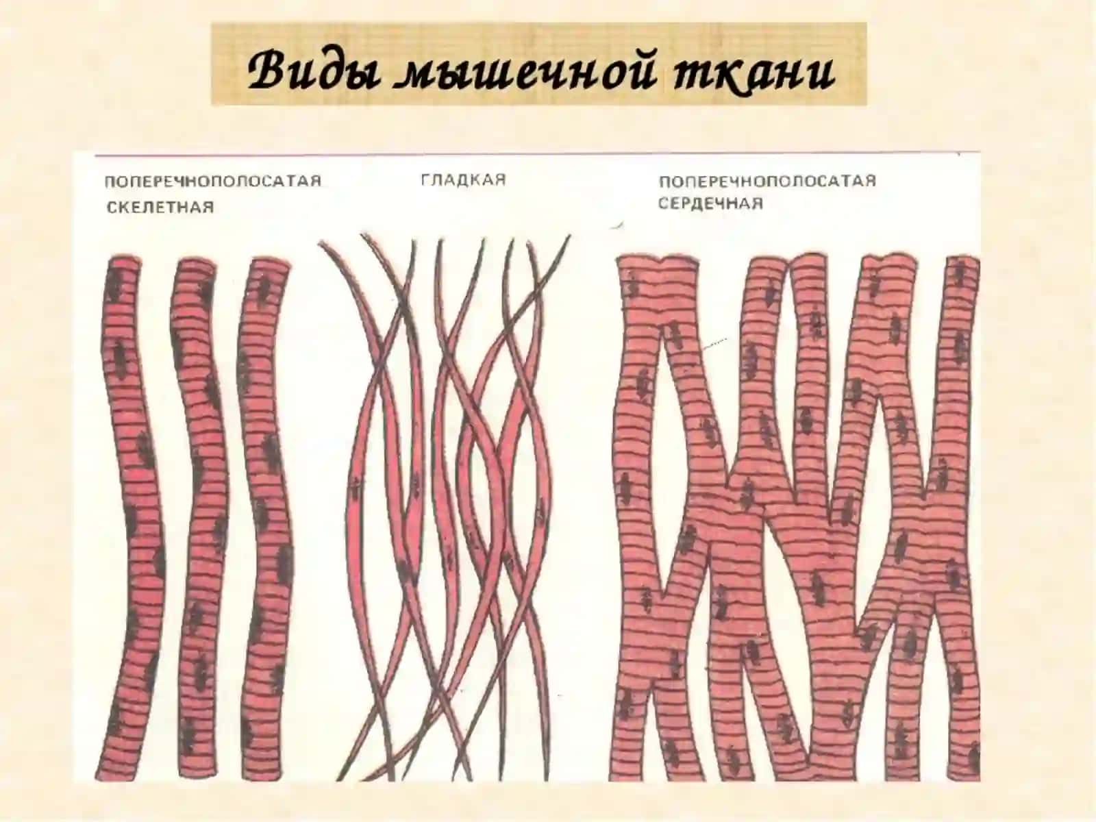 Физиология мышечной тканиМускултукимасифизиологияси 2