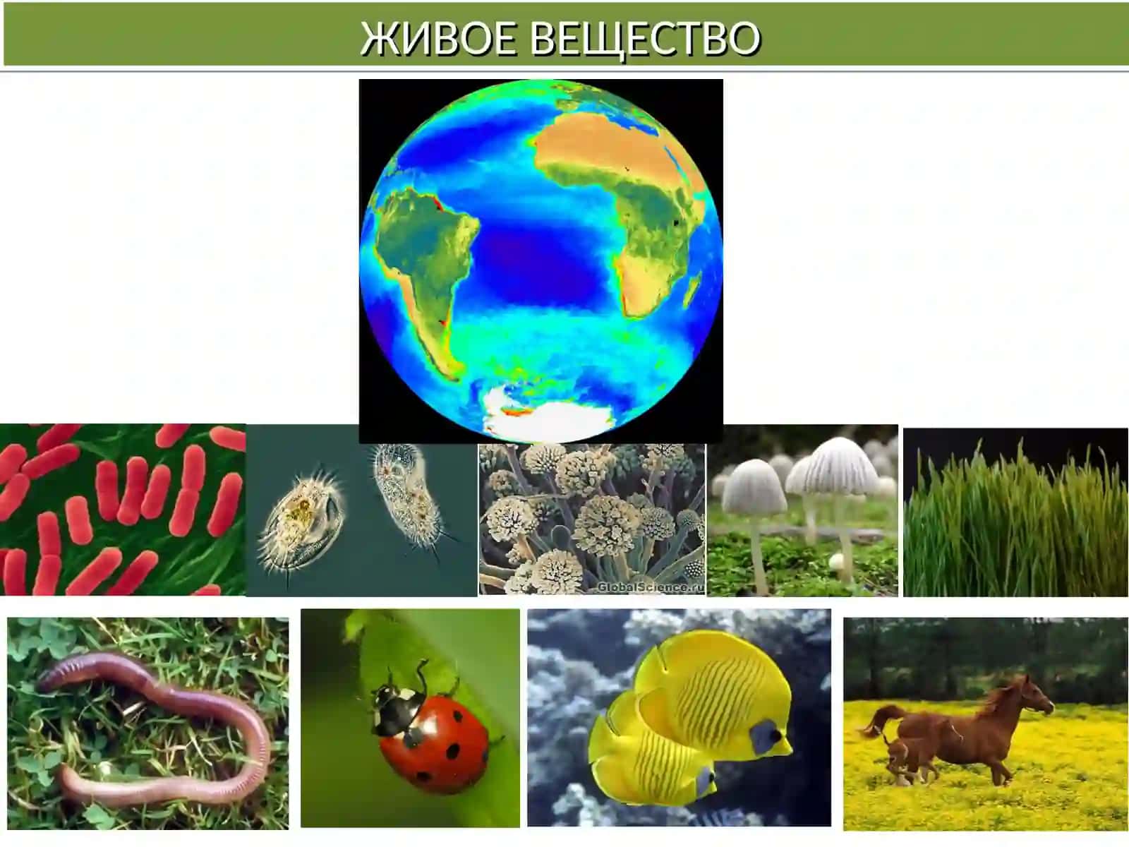 Биосфера 2