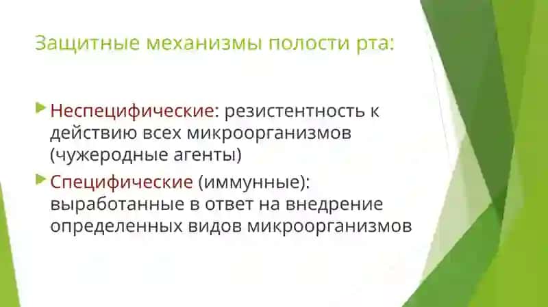 ЗАЩИТНЫЕ МЕХАНИЗМЫ ПОЛОСТИ РТА 2